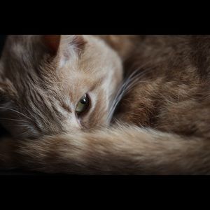 Meet your Posher, Annabella